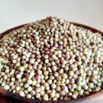 تخم گشنیز
