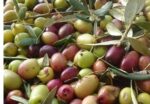 روغن زیتون فرابکر - Image 4